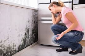 Best Black Mold Removal  in Dravosburg, PA